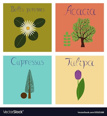Assembly flat nature cupressus vector image