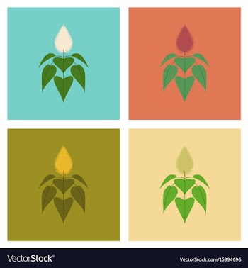 Assembly flat nature herb amaranthus vector image