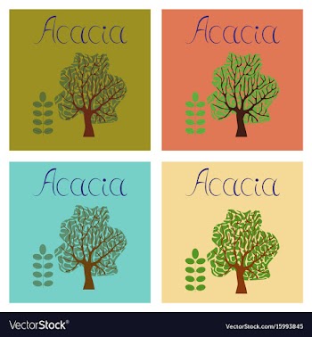 Assembly flat nature plant acacia vector image