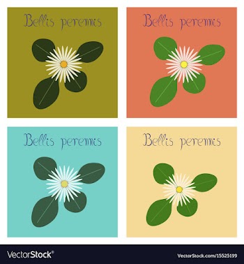 Assembly flat nature plant bellis vector image