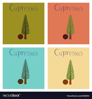 Assembly flat nature plant cupressus vector image