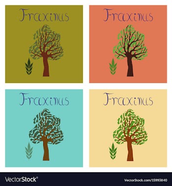 Assembly flat nature plant fraxinus vector image