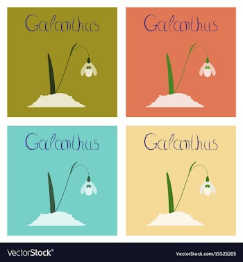 Assembly flat nature plant galanthus vector image