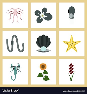 Assembly flat octopus jellyfish vector image