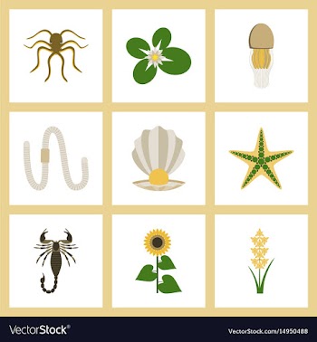 Assembly flat octopus jellyfish vector image
