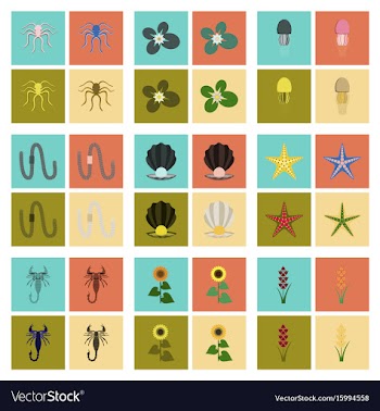 Assembly flat octopus jellyfish vector image