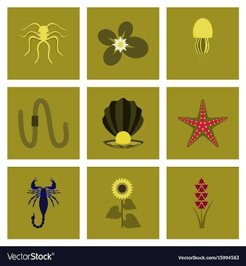 Assembly flat octopus jellyfish vector image