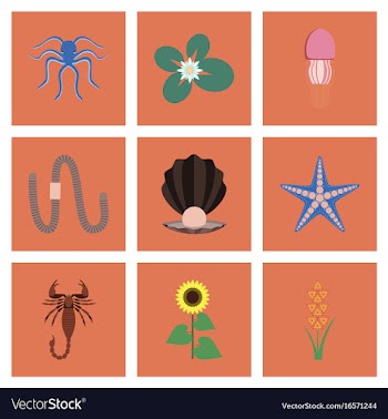 Assembly flat octopus jellyfish water lily pearl vector image