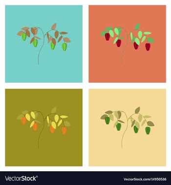 Assembly flat plant capsicum pepper vector image