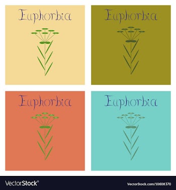 Assembly flat plant Euphorbia vector image