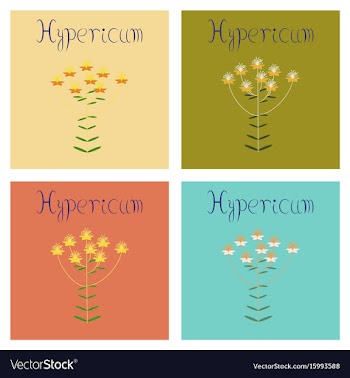 Assembly flat plant hypericum vector image
