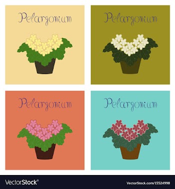 Assembly flat plant pelargonium vector image