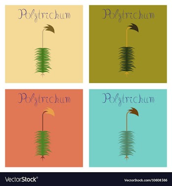 Assembly flat plant Polytrichum vector image
