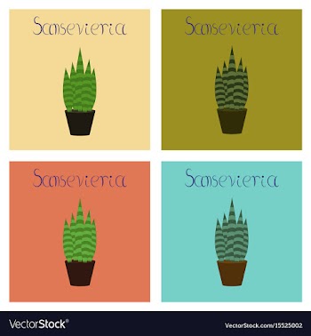Assembly flat plant sansevieria vector image