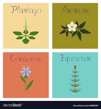 Assembly flat Plantago Anemone vector image