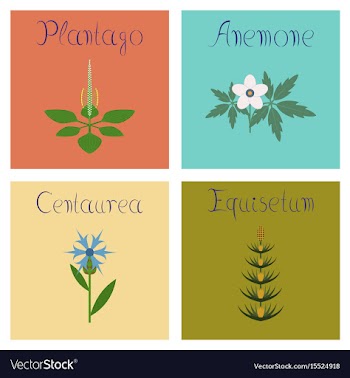 Assembly flat plantago anemone vector image