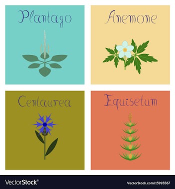 Assembly flat plantago anemone vector image