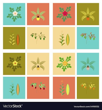 Assembly flat rosa majalis phoenix vector image