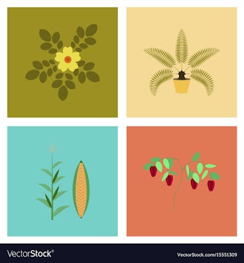 Assembly flat rosa majalis phoenix vector image