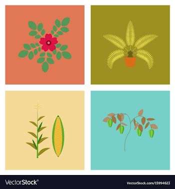 Assembly flat rosa majalis phoenix vector image