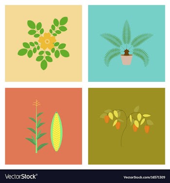 Assembly flat rosa majalis phoenix zea mays pepper vector image