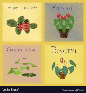 Assembly flat shading style Cucumis vector image