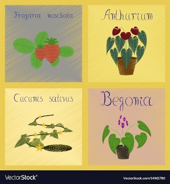Assembly flat shading style cucumis vector image