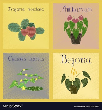 Assembly flat shading style cucumis vector image