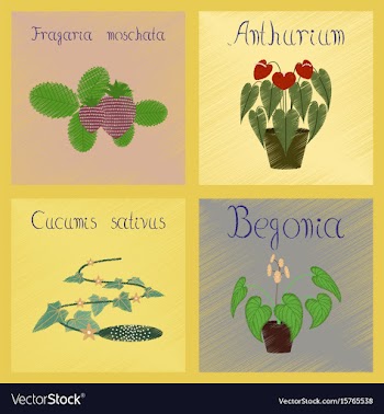 Assembly flat shading style cucumis vector image