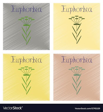 Assembly flat shading style icon herb linaria vector image