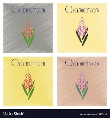 Assembly flat shading style icon herbal chamerion vector image