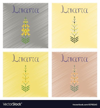 Assembly flat shading style icon plant euphorbia vector image
