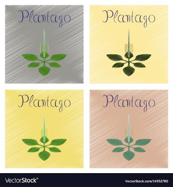 Assembly flat shading style icon plant plantago vector image