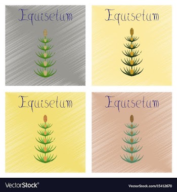 Assembly flat shading style icon wild flower vector image