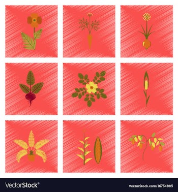 Assembly flat shading style papaver daucus carota vector image