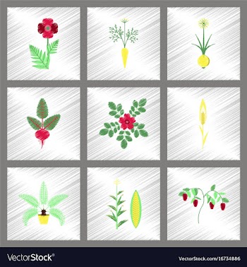 Assembly flat shading style papaver daucus carota vector image