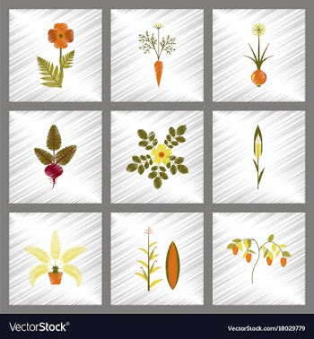 Assembly flat shading style papaver daucus carota vector image