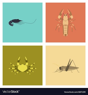 Assembly flat shrimp lobster crab grasshopper vector image