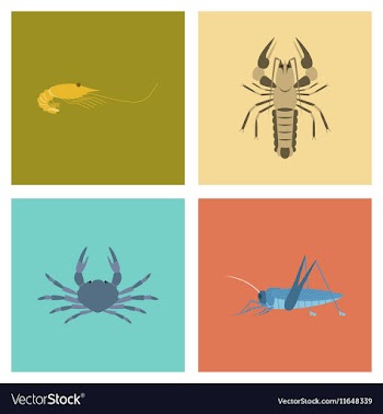 Assembly flat shrimp lobster crab vector image