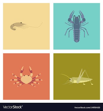 Assembly flat shrimp lobster crab vector image
