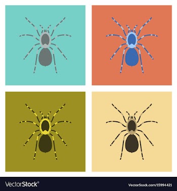 Assembly flat spider tarantula vector image