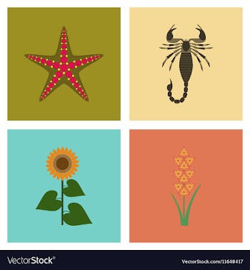 Assembly flat tropical starfish vector image