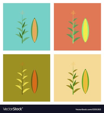 Assembly flat zea mays vector image