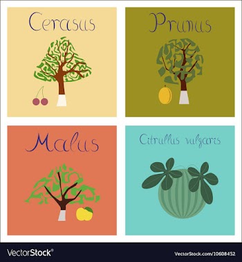Assembly of flat Citrullus Malus vector image