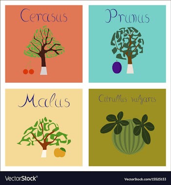 Assembly of flat citrullus malus vector image