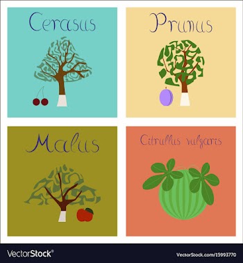 Assembly of flat citrullus malus vector image