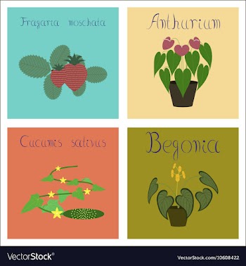 Assembly of flat Cucumis Anthurium vector image