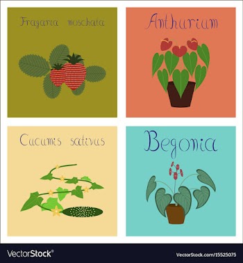 Assembly of flat cucumis anthurium vector image