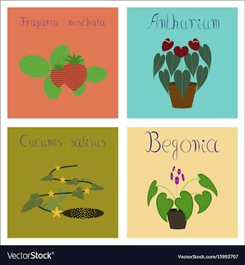 Assembly of flat cucumis anthurium vector image