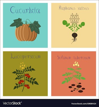 Assembly of flat Cucurbita raphanus vector image